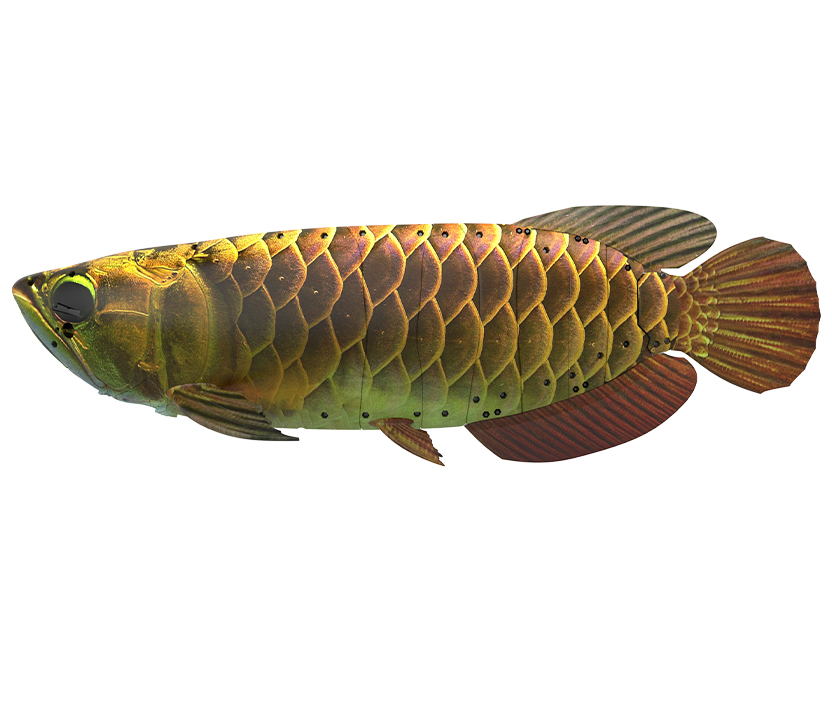 China's BG-5 robot fish draws attention as underwater surveillance platform