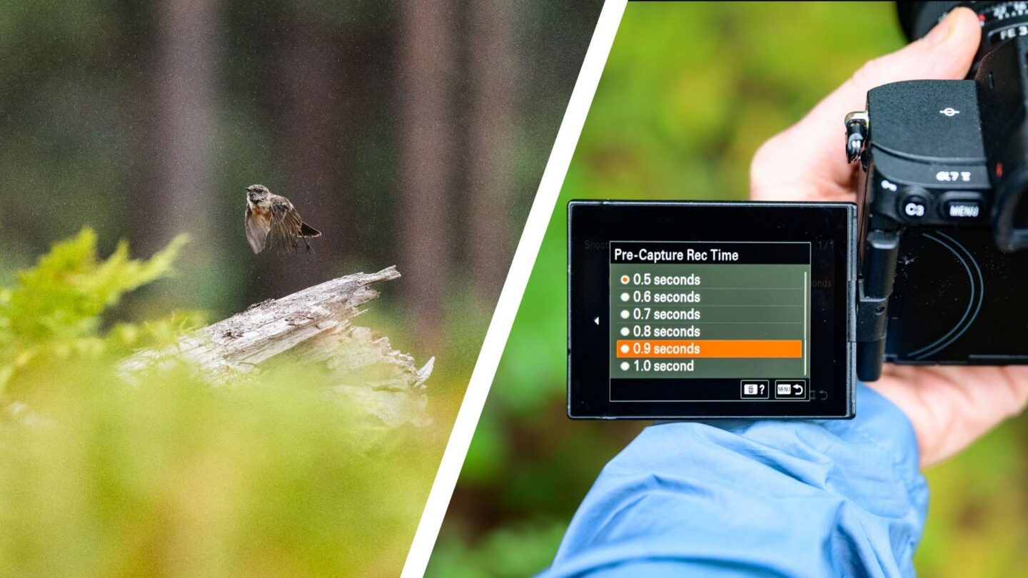 Pre-capture helps photographers catch fast wildlife moments