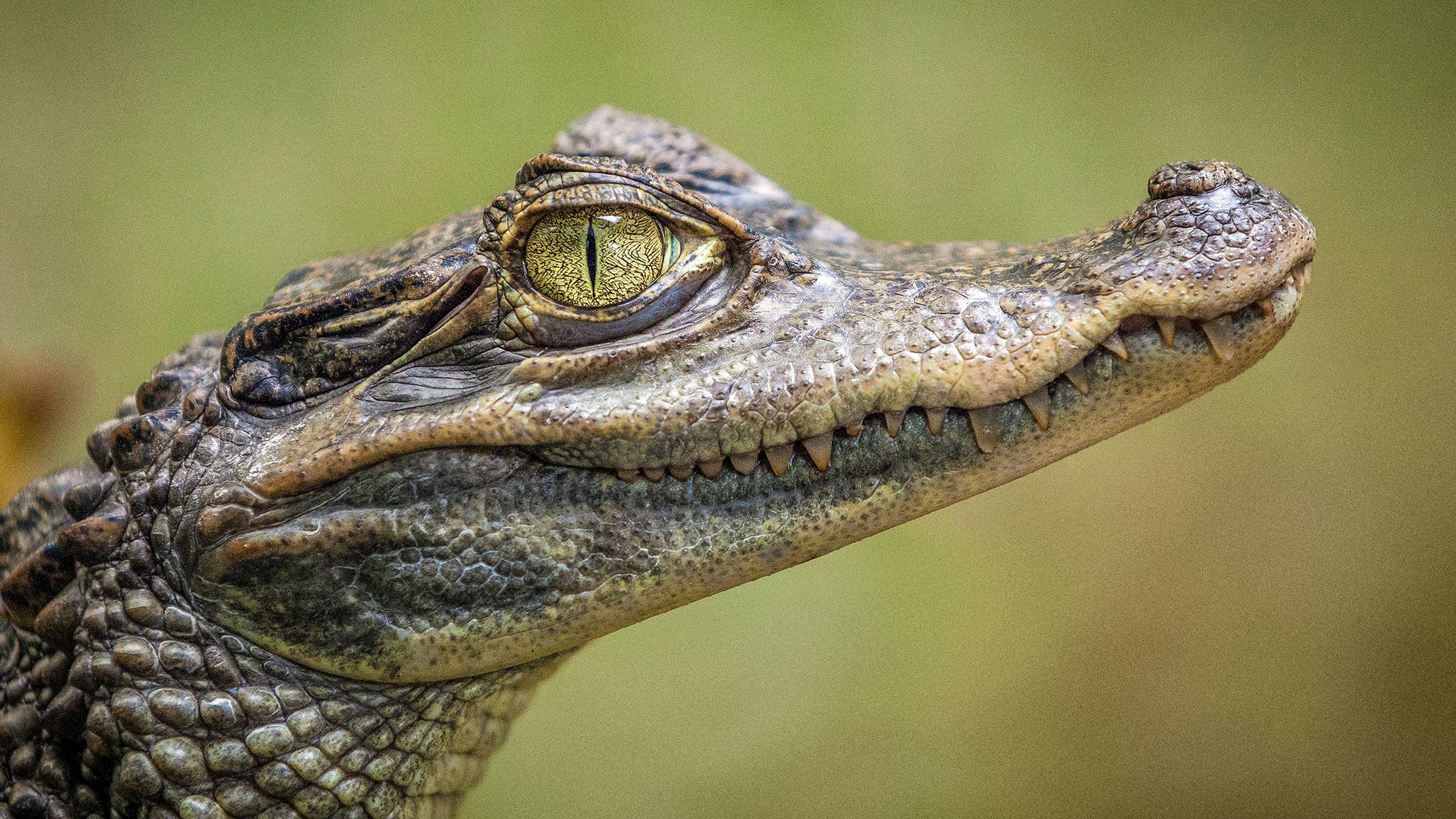 Singapore man faces up to 10 years in jail over AI crocodile image