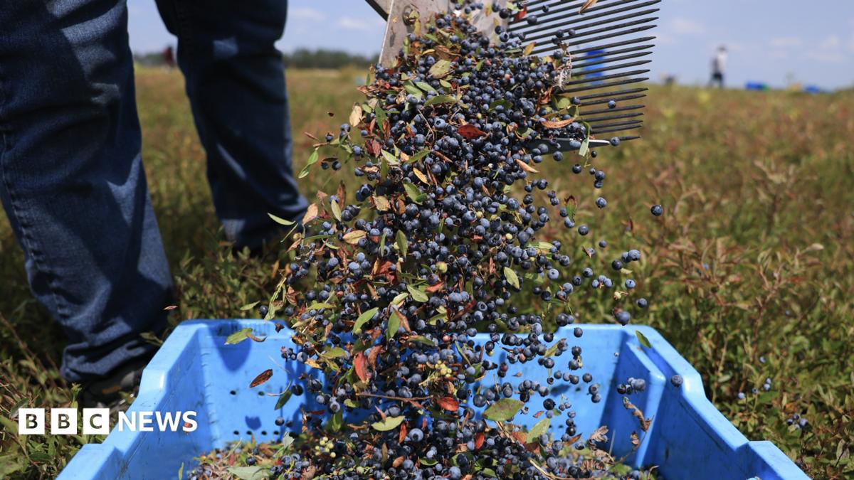 AI tools help farmers forecast when fruit is ready to harvest